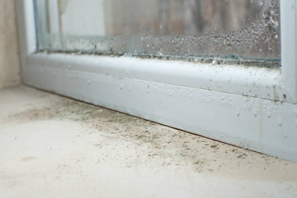 Best Mold Prevention Services  in Pearl River, NY